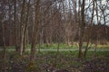 Group of Trees In a Forest Wide View Path In Distance