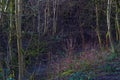 Group of Trees In a Forest Wide View Darkness