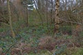 Group of Trees In a Forest Wide View