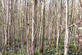 Group of Trees In a Forest Wide View