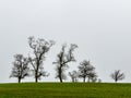 Group of trees and gray skies