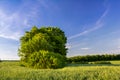 A group of trees in the middle of a green field of winter wheat Royalty Free Stock Photo