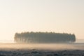 Group of trees in the middle of a meadow in a misty morning Royalty Free Stock Photo