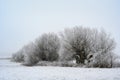 Group of trees with pollard willows in hoar frost and snow, gray winter landscape with copy space Royalty Free Stock Photo