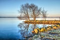 Group of trees reflecting