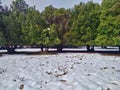 Group of trees and snow, Odem forest covered in snow, Israel Winter travel photo Royalty Free Stock Photo