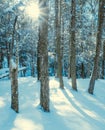 A group a trees in the snow at sunset