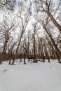 Group of trees in a snowy forest low angle view Royalty Free Stock Photo