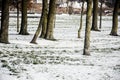 Group of trees standing in snow