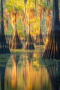 A group of trees submerged in water Royalty Free Stock Photo