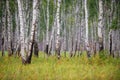 A group of trees of thin trunks of birches