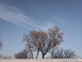 Group of trees in winter on the blue sky background