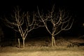 Group of trees withered and dried branch by taking photo