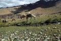 Group of trekking horses in beautiful mountain la Royalty Free Stock Photo