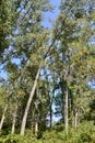 Group of Trembling Aspen (Populus tremuloides) trees along hiking trail at Presqu\'ile