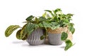 Group of tropical house plants like Satin Pothos, Philodendron or Calathea in beautiful natural flower pots on white background