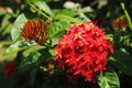 Group of tropical red spike flowers in the sunshine