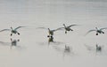 A group of trumpeter swans  about to land on the still waters of Saanich Inlet on a winter day Royalty Free Stock Photo