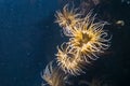 Group of tube dwelling sea anemones in closeup, a marine life background