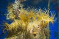 Group of tube dwelling sea anemones on a rock, popular aquarium pets in aquaculture