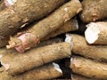 Group of tuber roots of Manihot esculenta, cassava, manioc, yuca or mandioca