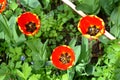 Group of tulip and water drops. Nice flowers in the garden in midsummer, in a sunny day. Royalty Free Stock Photo