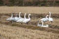 Group of tundra swan in the winter rice field.