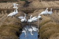 Group of tundra swan in the winter rice field.