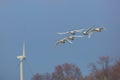 Group of Tundra Swans Migrating past a wind turbine Royalty Free Stock Photo