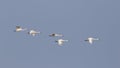 Group of Tundra Swans Migrating in Spring - Ontario, Canada Royalty Free Stock Photo