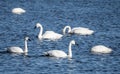 Tundra swans cygnus columbines swim in lake Royalty Free Stock Photo