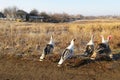 A group of turkey birds graze on the dry grass in autumn in the vicinity of human habitation