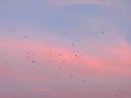 Turkey Vultures Cathartes aura aves Cathartidae Buzzards Soaring at Sunset near St George Utah in South Western Desert USA Royalty Free Stock Photo