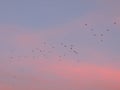 Turkey Vultures Cathartes aura aves Cathartidae Buzzards Soaring at Sunset near St George Utah in South Western Desert USA Royalty Free Stock Photo