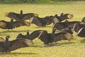 Group of Turkey Vultures in a field Royalty Free Stock Photo