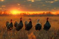 A group of turkeys standing in a field during sunset