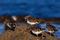 Group of turnstone birds