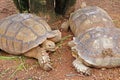 Group of turtle eating a water spinach