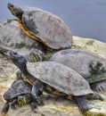 Group of turtle hang out on a rock