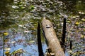 A Group of Turtle Resting on a Log