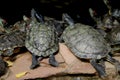 Group of turtle sitting near pound side Royalty Free Stock Photo