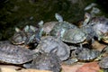 group of turtle sitting near pound side Royalty Free Stock Photo