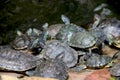 group of turtle sitting near pound side