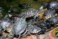 Group of turtle sitting near pound side Royalty Free Stock Photo