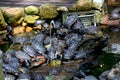 Group of turtle sitting near pound side Royalty Free Stock Photo