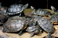 group of turtle sitting