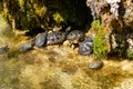 a group of turtles bask on the shore of a pond against the background of flying splashes of water Royalty Free Stock Photo