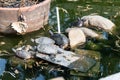 A group of turtles basking on the stone. The turtle got out of the water of an artificial reservoir and lies on a stone.