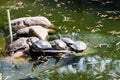 A group of turtles basking on the stone. The turtle got out of the water of an artificial reservoir and lies on a stone. Royalty Free Stock Photo