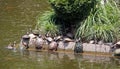 Group of turtles climb the bank of lake
